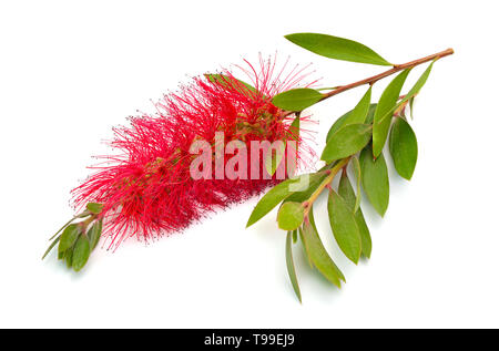 Fioritura red Melaleuca, paperbarks, miele-mirti o tea-tree, scovolino da bottiglia. Isolato su sfondo bianco. Foto Stock