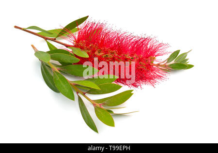 Fioritura red Melaleuca, paperbarks, miele-mirti o tea-tree, scovolino da bottiglia. Isolato su sfondo bianco. Foto Stock