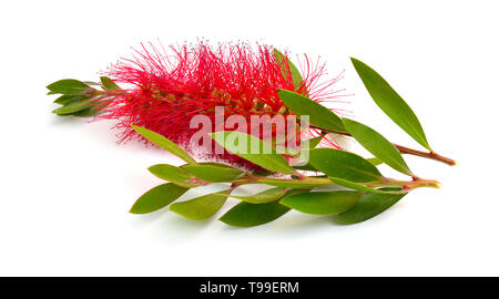 Fioritura red Melaleuca, paperbarks, miele-mirti o tea-tree, scovolino da bottiglia. Isolato su sfondo bianco. Foto Stock