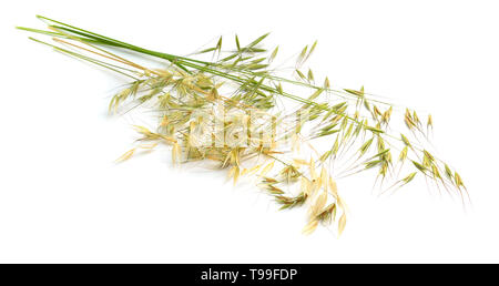 Avena fatuaor Wild Oat. Isolato su sfondo bianco. Foto Stock