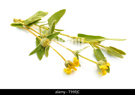 Phlomis Fruticosa. Nomi comuni comprendono Gerusalemme salvia e lampwick impianto. Isolato su sfondo bianco. Foto Stock