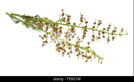 Scrophularia rupestris , noto come figworts, isolato su sfondo bianco. Foto Stock