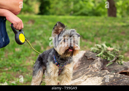 Carino Yorkshire Terrier godendo in posizione di parcheggio Foto Stock