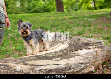 Poco carino Yorkshire Terrier godendo in posizione di parcheggio Foto Stock