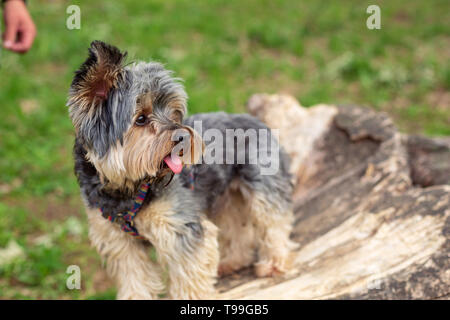 Bella carino Yorkshire Terrier godendo outdoor Foto Stock