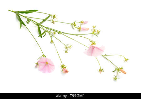 Convolvulus con steli dritti isolati su sfondo bianco Foto Stock