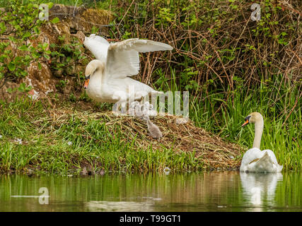 Una coppia di cigni su un nido con loro cygnets. Foto Stock