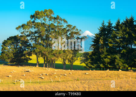 Pecore in una fattoria sulle rive del Lago Llanquihue con vulcano Osorno nel retro, X Regione de Los Lagos, Cile Foto Stock