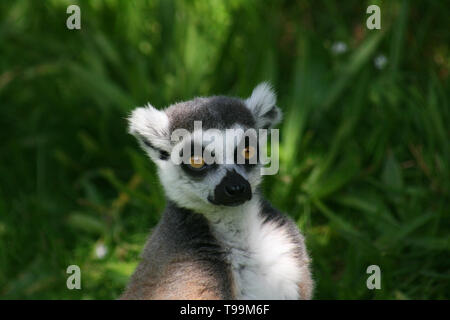 Close up ritratto di un anello tailed lemur, guardando nella direzione del visualizzatore. Foto Stock