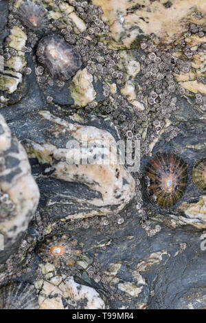 Patelle e cirripedi vivono sull'ardesia su una spiaggia della Cornovaglia Foto Stock
