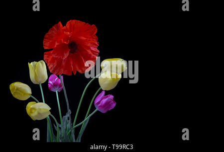 Bouquet di giallo e viola tulipani e semi di papavero su sfondo nero close-up con spazio di copia Foto Stock