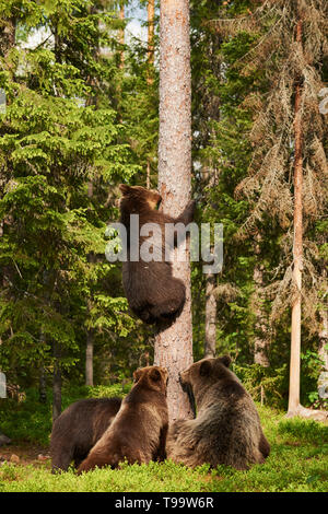 Femmina di orso bruno con tre grandi cuccioli, uno dei quali si arrampica su un albero Foto Stock