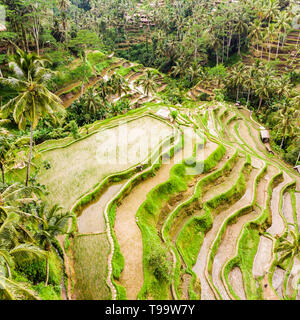 Vista drone di riso Tegalalang terrazza a Bali, Indonesia, con palme e percorsi per touristr a camminare in piantagioni Foto Stock