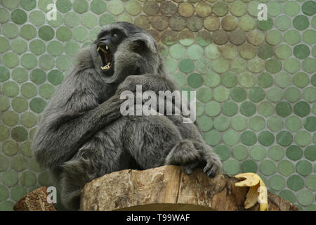 Gibbon argenteo (Hylobates moloch) presso lo Zoo di Hellabrunn (Tierpark Hellabrunn) di Monaco di Baviera, Germania. Foto Stock