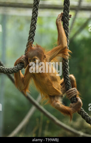 Neonato orangutan di Sumatra (Pongo abelii) giocando con corde in zoo di Hellabrunn (Tierpark Hellabrunn) di Monaco di Baviera, Germania. Foto Stock