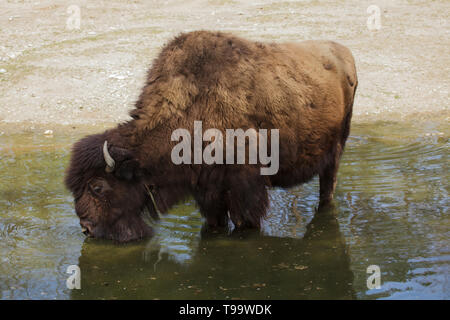 Legno (Bison bison bison athabascae), noto anche come la montagna bison. Foto Stock