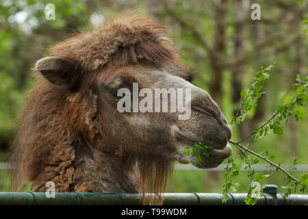 Bactrian camel (Camelus bactrianus). Animale domestico. Foto Stock