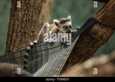 Anello di neonato-tailed lemur (Lemur catta) presso lo Zoo di Hellabrunn (Tierpark Hellabrunn) di Monaco di Baviera, Germania. Foto Stock