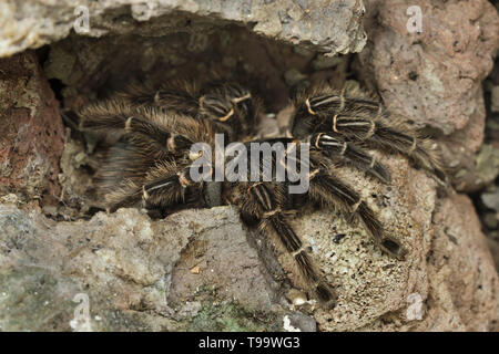 Brasiliano rosa salmone bird-eating tarantula (Lasiodora parahybana). La fauna animale. Foto Stock