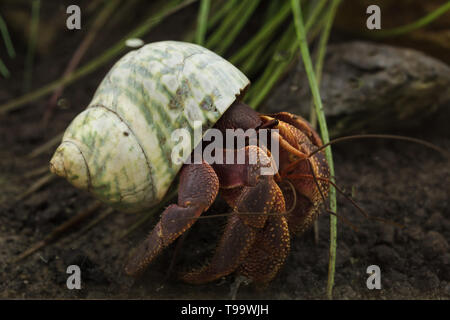 Caraibi eremita granchi (variabilis clypeatus), noto anche come il soldato del granchio. Foto Stock