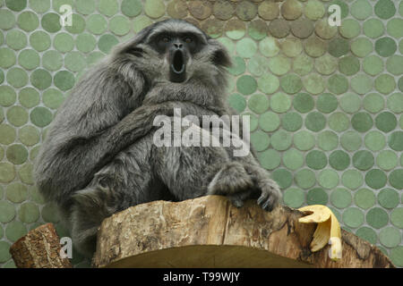 Gibbon argenteo (Hylobates moloch) presso lo Zoo di Hellabrunn (Tierpark Hellabrunn) di Monaco di Baviera, Germania. Foto Stock