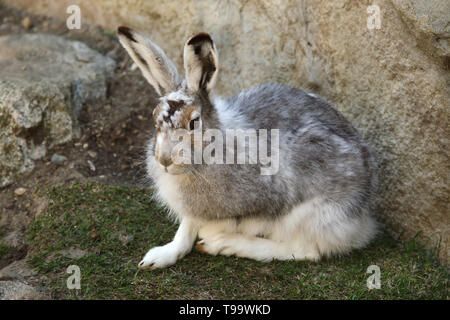 Mountain lepre (Lepus timidus), noto anche come la lepre bianca. Foto Stock