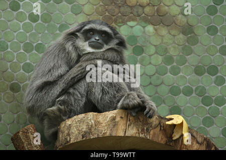 Gibbon argenteo (Hylobates moloch) presso lo Zoo di Hellabrunn (Tierpark Hellabrunn) di Monaco di Baviera, Germania. Foto Stock