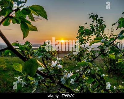 Blooming melo presso sunrise Foto Stock