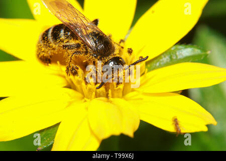 Una foto macro di un grande shaggy bumblebee aspira e raccoglie il nettare da un luminoso giallo fiore di dente di leone Foto Stock