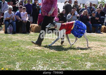 Cane in costume a un concorso Foto Stock