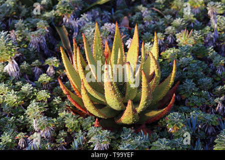 Bella e verde e rosso impianto fotografato a Funchal, Madeira durante una soleggiata giornata di primavera.. Vi è qualche aloe vera e piccole piante di cactus. Foto Stock