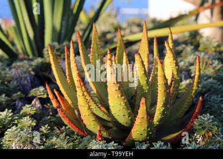 Bella e verde e rosso impianto fotografato a Funchal, Madeira durante una soleggiata giornata di primavera.. Vi è qualche aloe vera e piccole piante di cactus. Foto Stock