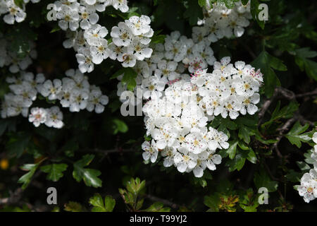 Crataegus monogyna - Biancospino in fiore. Foto Stock