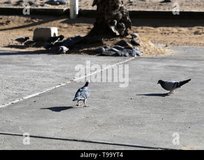 Più nero, grigio e bianco piccioni fotografato durante una giornata di sole in Isola di Madeira. Splendido piccolo uccelli hanno si radunano per mangiare . Foto Stock