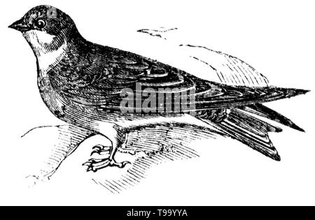 Taglio di legno intagliato, illustrazione presa da "tesoro di storia naturale' da Samuele Maunder, pubblicato 1848 Foto Stock