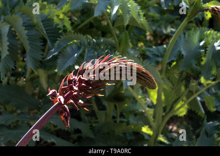 Melianthus major miele bush Foto Stock