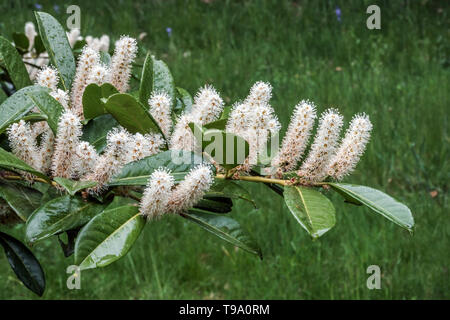 Prunus laurocerasus Cherry Laurel Foto Stock