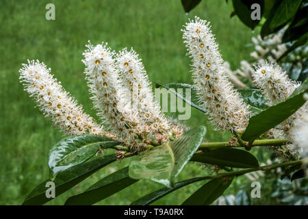 Prunus laurocerasus Foto Stock