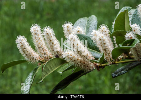 Alloro di ciliegia Foto Stock