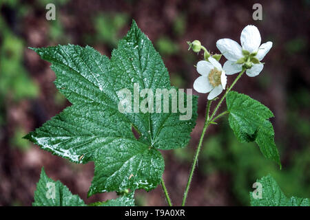 Thimbleberry, Rubus parviflorus Foto Stock