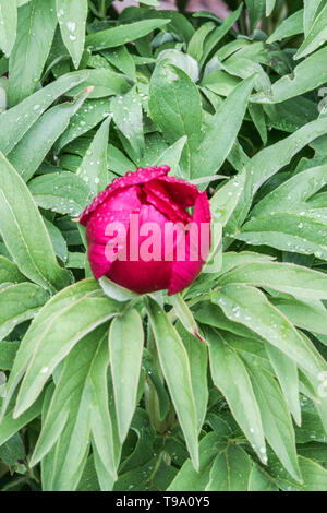 Coral Peonia, Paeonia mascula, rosso peonia, peonie Foto Stock