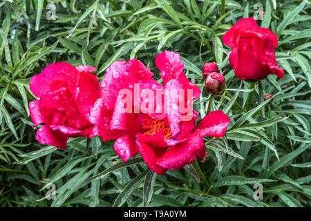 Foglia di felce Peonia, Paeonia 'Smouthii', bella rossa peonia, Peonie, acqua gocce di pioggia sul fiore Foto Stock