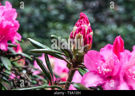 Rosa rododendro bud gemme Foto Stock