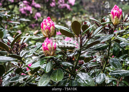 Rosa bocciolo di rododendro Foto Stock