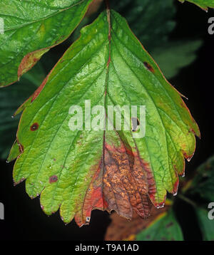 Avvizzimento di foglia (Phomopsis obscurans) comune malattia fungina provocando una a forma di V con lesione pycnidia su una foglia di fragola Foto Stock