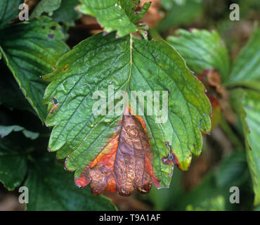 Avvizzimento di foglia (Phomopsis obscurans) comune malattia fungina provocando una a forma di V con lesione pycnidia su una foglia di fragola Foto Stock