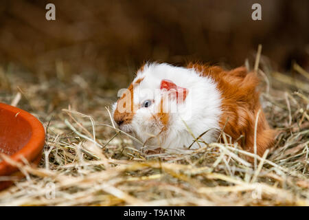 Close up red cavia Foto Stock