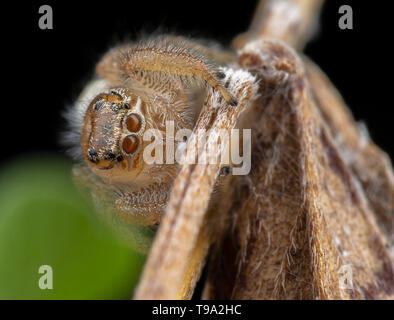 Poco thyene Imperialis spider in posa su di un ramo fotografia macro Foto Stock