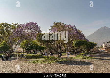 Gli alberi in fiore con fiori viola, strada di ciottoli e un vulcano in background in Antigua, Guatemala Foto Stock