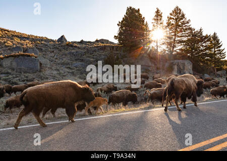 Una piccola mandria di bisonti spostare lungo la strada verso la valle di Lamar per pascolo di primavera presso il Parco Nazionale di Yellowstone Maggio 10, 2019 a Yellowstone, Wyoming. Foto Stock